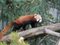 PandaBearFox
