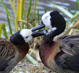 Grooming White-faced Whistling-Ducks
